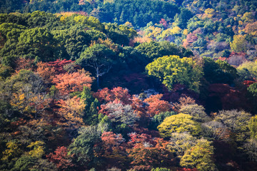 Colorful leaves autumn tourism travel season landscape scenery in Osaka and Kyoto Japan Asia