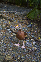 Black-bellied Whistling Duck