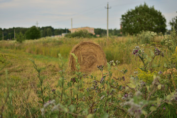 summer landscape with haystacks on the field on a background of green grass, blue sky with clouds