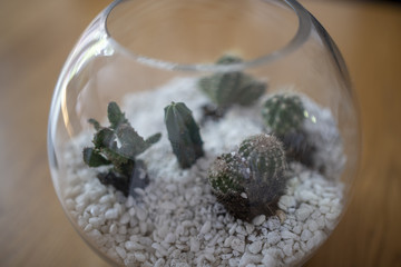Cacti in glass bowl