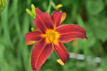 Fototapeta premium close-up of a burgundy lily with buds on a green soft blurred background