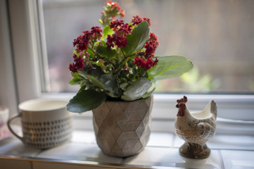 Flowers on window ledge