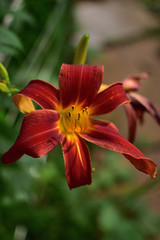 close-up of a burgundy lily with buds on a green soft blurred background