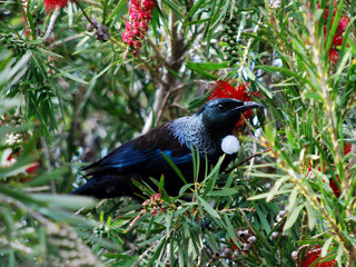 Tui in tree wit red flowers