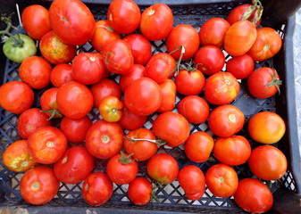 Tomatos natural