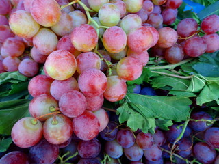 Cardinal garpes red, summer fruits