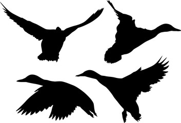 four silhouettes of ducks in flight on white
