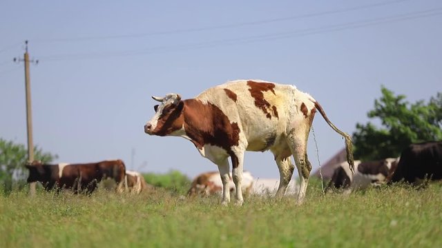 Cow grazing in a meadow and peeing
