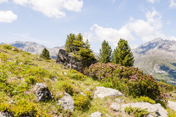 Silvaplana, Corvatsch, Wanderweg, Alpenrose, Bergblume, Furtschellas, Oberengadin, Alpen, Graubünden, Sommer, Schweiz