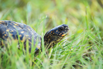 Box turtle side view