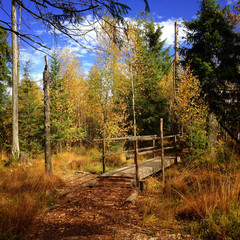 Waldweg beim Tanner Moor, Niederösterreich, Österreich