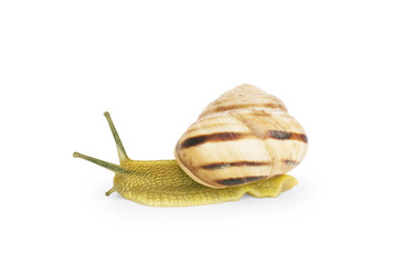 snails face to face on a white background