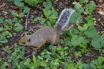 A cute squirrel in a park.