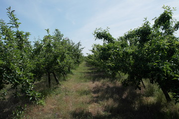 Obraz premium Apple orchard. summer