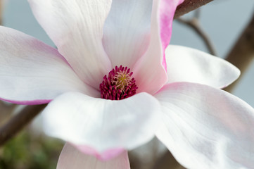 Close Up Capture On A Blooming Magnolia Flower