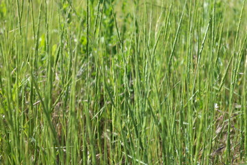  beautiful grass