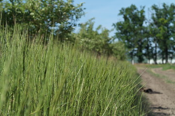 road along applr orchard