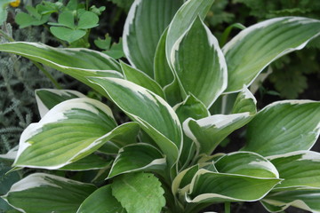 Obraz premium Hosta