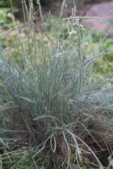  beautiful grass