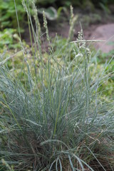 beautiful grass