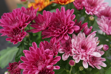 Dahlias flowers various colors