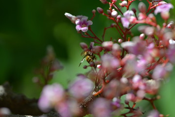 bees at work honey from flower.
