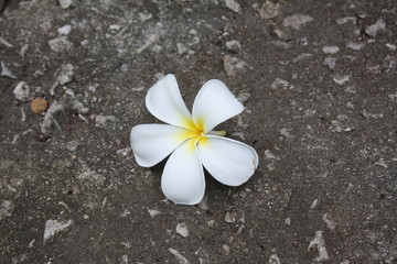 Fototapeta na wymiar beautiful plumeria flower background