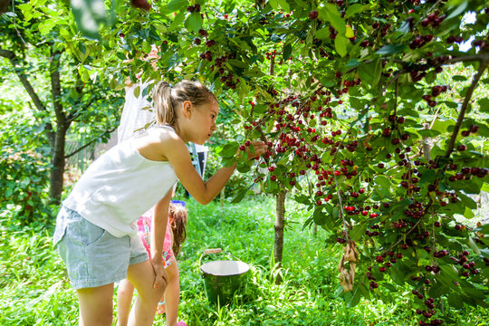 Children harvest cherry fruit