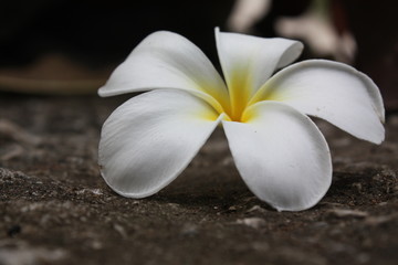 beautiful plumeria flower background