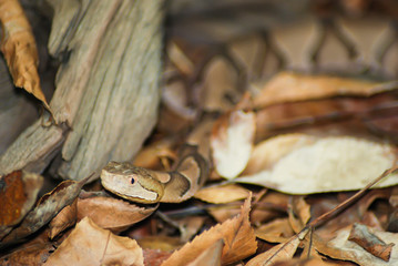 Copperhead moves through leaves
