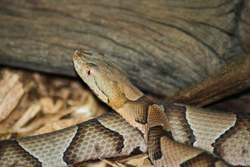 Copperhead log