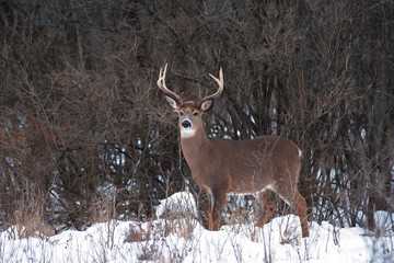 White-tailed buck standing in a snow covered winter meadow in Canada