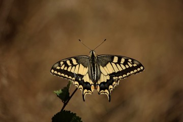 Le grand porte queue