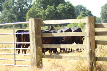 padock of cattle