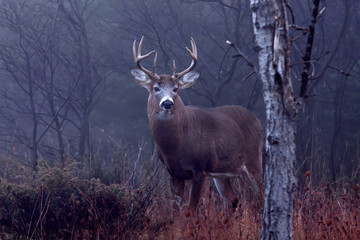 White-tailed deer buck walking through the foggy forest during the rut in autumn in Canada