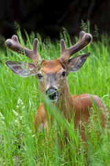 White-tailed deer buck with velvet antlers walking through the tall grass in the spring in Canada