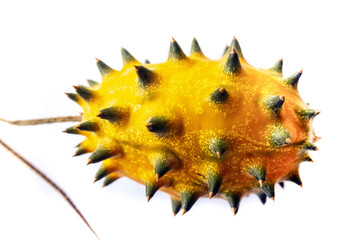 Kiwano melon