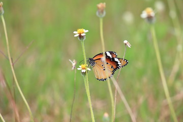 close up beautiful butterfly in fresh nature