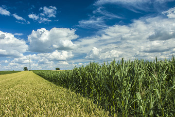 Field of grain, corn and clouds