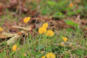 beautiful yellow pinto peanut fresh in nature