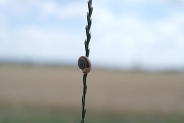  snail on a plant