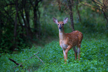 White-tailed deer fawn (Odocoileus virginianus) walking in the forest in Canada - obrazy, fototapety, plakaty