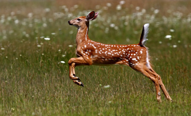 White-tailed deer fawn (Odocoileus virginianus)  in the early morning light running in the meadow...