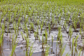 young paddy field in agriculture for thailand