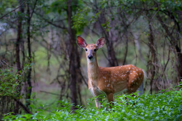 White-tailed deer fawn (Odocoileus virginianus) walking in the forest in Canada