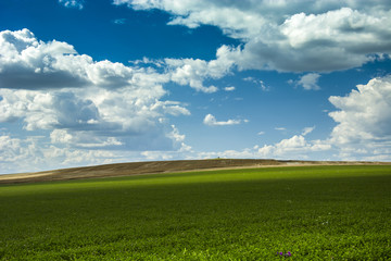 Green field of clovers, hills and clouds on a blue sky