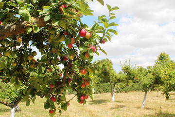 apple trees orchand