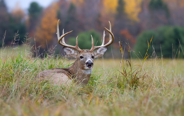 White-tailed deer buck with huge antlers resting in the grass in autumn in Canada - Powered by Adobe