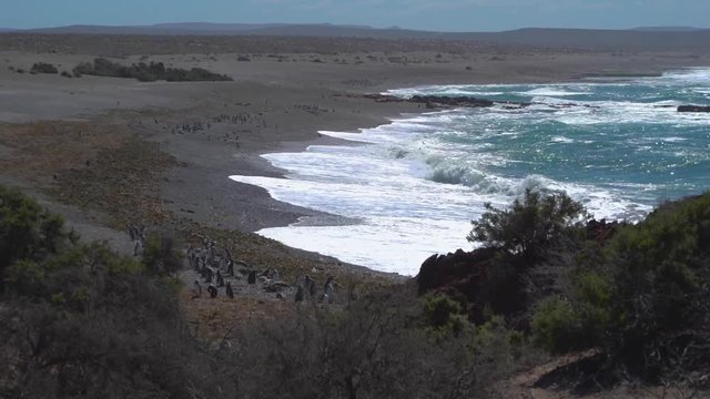 Puerto Madryn Pinguins on the Beach and beautiful landscapes of Argentina