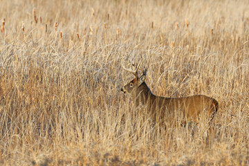 White-tailed deer buck amongst the tawny grass during the fall rut in Canada